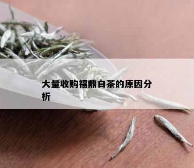 大量收购福鼎白茶的原因分析