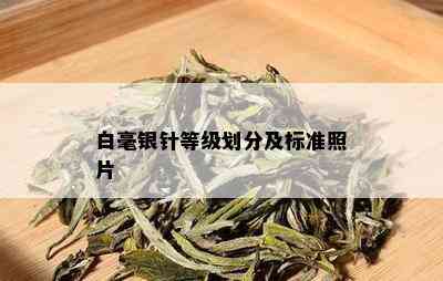 白毫银针等级划分及标准照片