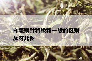 白毫银针特级和一级的区别及对比图