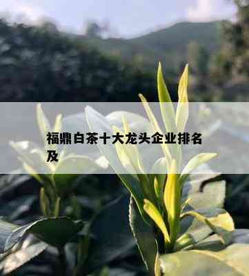 福鼎白茶十大龙头企业排名及