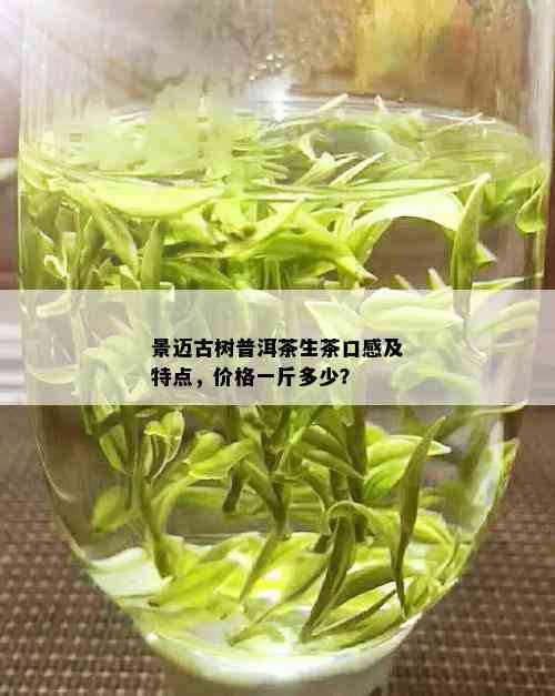 景迈古树普洱茶生茶口感及特点，价格一斤多少？