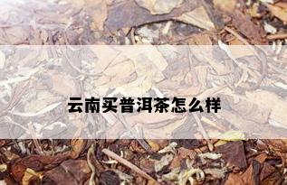 云南买普洱茶怎么样