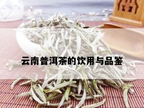 云南普洱茶的饮用与品鉴