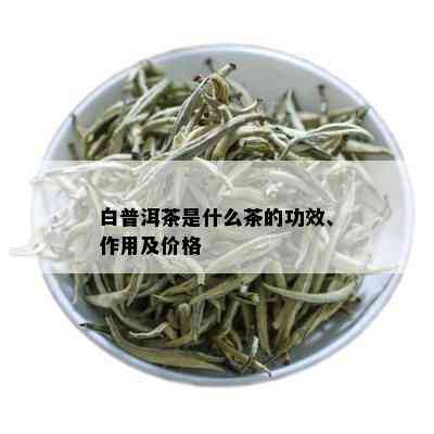 白普洱茶是什么茶的功效、作用及价格