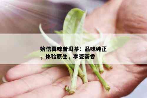 始信真味普洱茶：品味纯正，体验原生，享受茶香