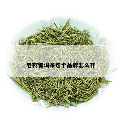 老树普洱茶这个品牌怎么样