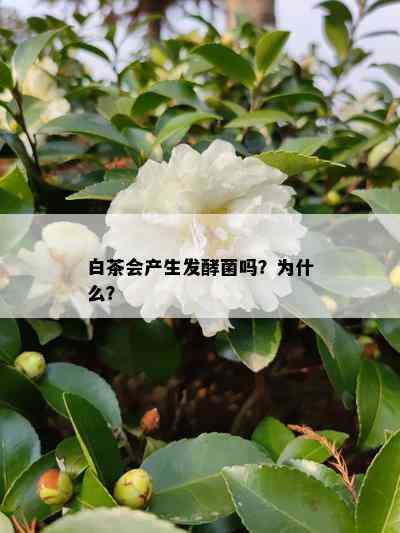 白茶会产生发酵菌吗？为什么？