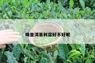 喝普洱茶利尿好不好呢