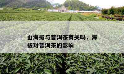 山海拔与普洱茶有关吗，海拔对普洱茶的影响