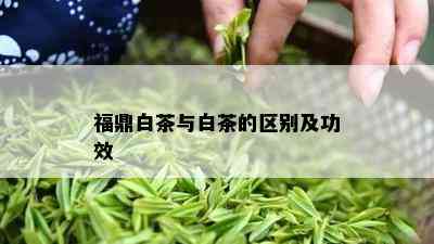 福鼎白茶与白茶的区别及功效