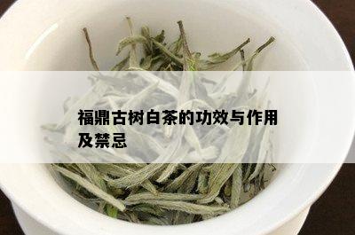 福鼎古树白茶的功效与作用及禁忌