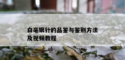 白毫银针的品鉴与鉴别方法及视频教程