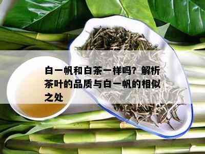 白一帆和白茶一样吗？解析茶叶的品质与白一帆的相似之处