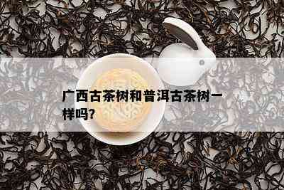 广西古茶树和普洱古茶树一样吗？