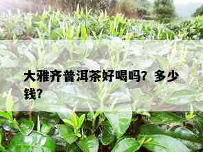 大雅齐普洱茶好喝吗？多少钱？