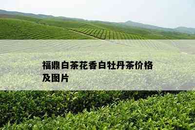 福鼎白茶花香白牡丹茶价格及图片