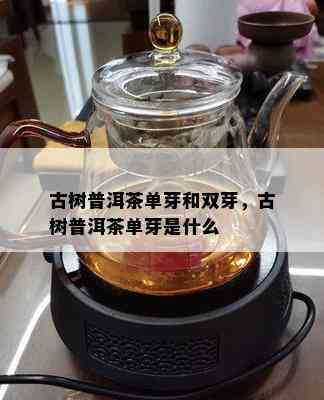 古树普洱茶单芽和双芽，古树普洱茶单芽是什么