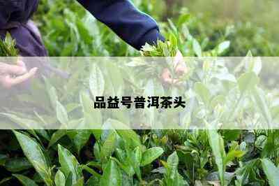 品益号普洱茶头