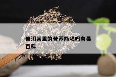 普洱茶里的苦荞能喝吗有百科