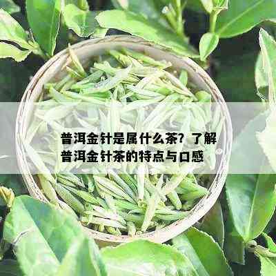 普洱金针是属什么茶？了解普洱金针茶的特点与口感