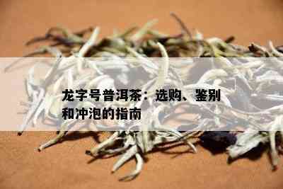 龙字号普洱茶：选购、鉴别和冲泡的指南