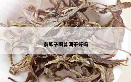 南瓜子喝普洱茶好吗