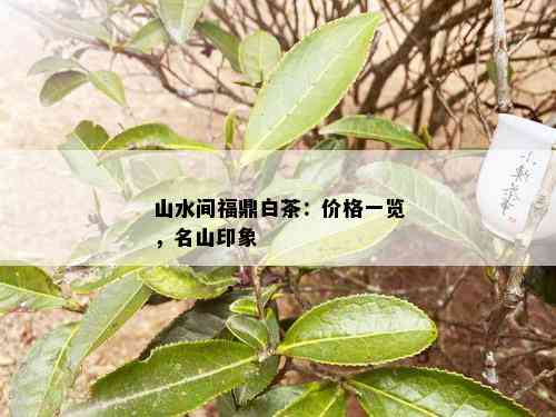 山水间福鼎白茶：价格一览，名山印象