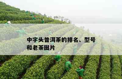 中字头普洱茶的排名、型号和老茶图片