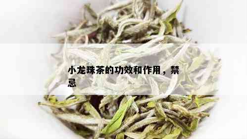 小龙珠茶的功效和作用，禁忌