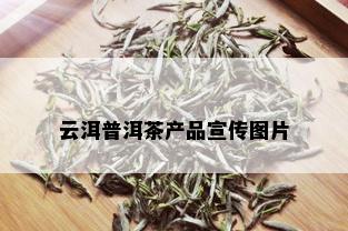 云洱普洱茶产品宣传图片