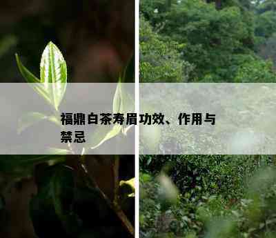 福鼎白茶寿眉功效、作用与禁忌