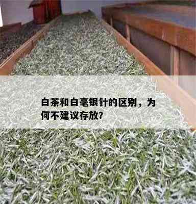 白茶和白毫银针的区别，为何不建议存放？