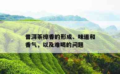 普洱茶樟香的形成、味道和香气，以及难喝的问题