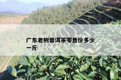 广东老树普洱茶零售价多少一斤