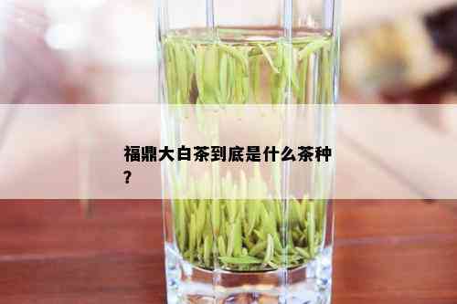 福鼎大白茶到底是什么茶种？