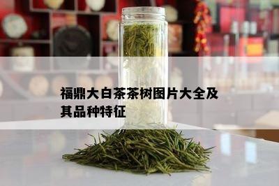 福鼎大白茶茶树图片大全及其品种特征