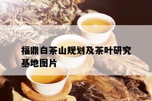 福鼎白茶山规划及茶叶研究基地图片