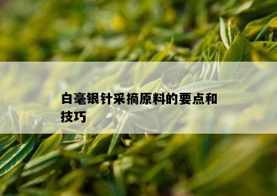 白毫银针采摘原料的要点和技巧