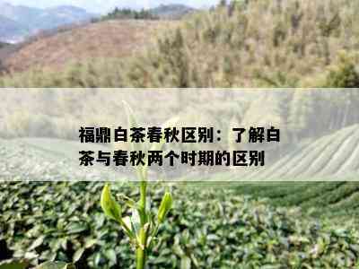 福鼎白茶春秋区别：了解白茶与春秋两个时期的区别