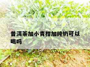 普洱茶加小青柑加纯奶可以喝吗