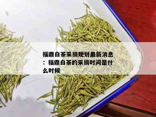 福鼎白茶采摘规划最新消息：福鼎白茶的采摘时间是什么时候