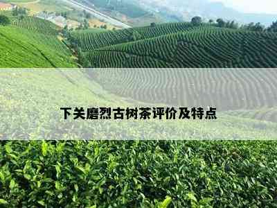 下关磨烈古树茶评价及特点