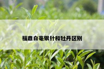 福鼎白毫银针和牡丹区别