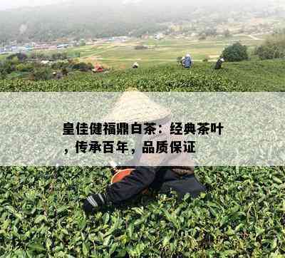 皇佳健福鼎白茶：经典茶叶，传承百年，品质保证