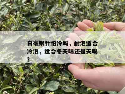 白毫银针怕冷吗，耐泡适合冷泡，适合冬天喝还是天喝？