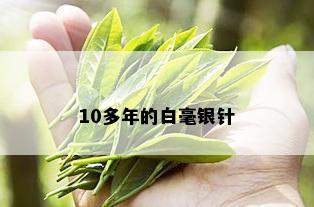 10多年的白毫银针