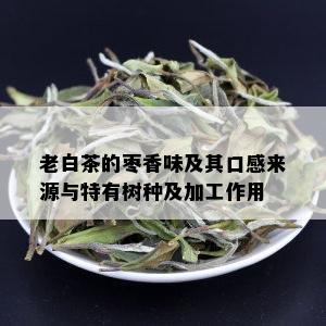 老白茶的枣香味及其口感来源与特有树种及加工作用