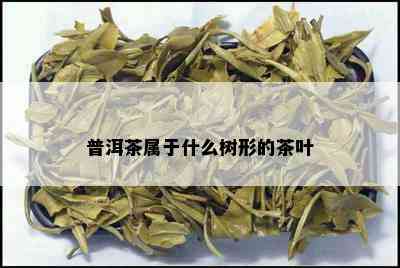 普洱茶属于什么树形的茶叶