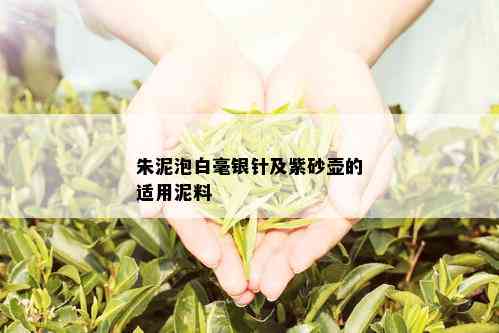 朱泥泡白毫银针及紫砂壶的适用泥料