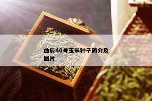 曲辰40号玉米种子简介及图片